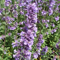 Nepeta racemosa 'Walker's Low'